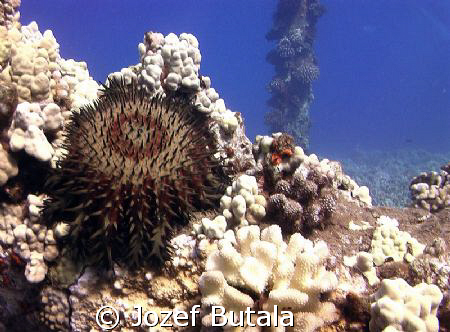 Crown of thorns sea star by Jozef Butala 