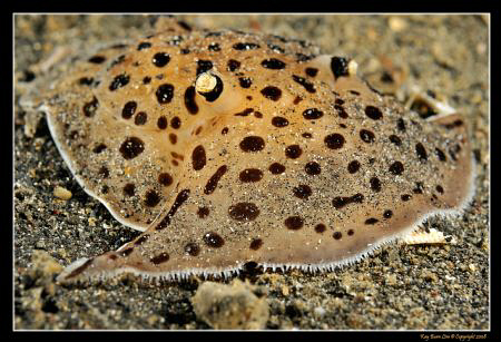 Euselenops Luniceps, part of the Pleurobranchidae family.... by Kay Burn Lim 