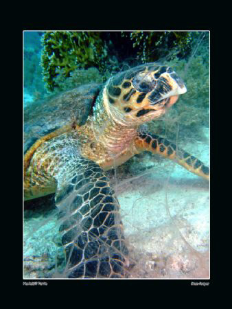 Hawksbill Turtle surrounded by the remains of some soft c... by Sean Cooper 
