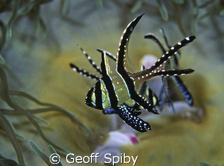 Banggai cardinal by Geoff Spiby 