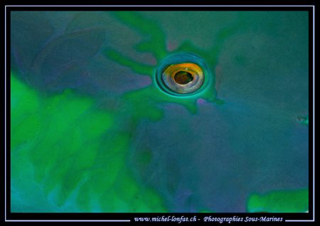 The beautiful Eye of a Parrot Fish... :O)... by Michel Lonfat 