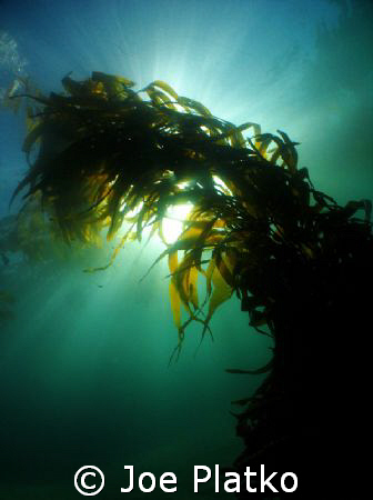 wide angle shot of a nice stalk of kelp using my new inon... by Joe Platko 