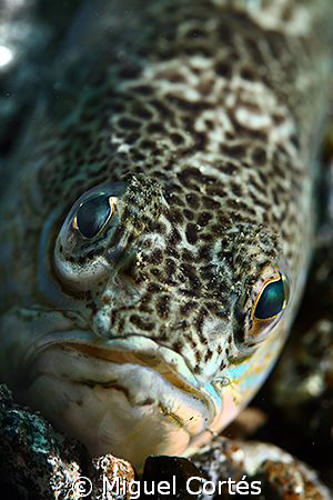 Look at the camera. by Miguel Cortés 