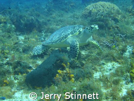 This was one of our best trips ever to Cozumel.  This was... by Jerry Stinnett 