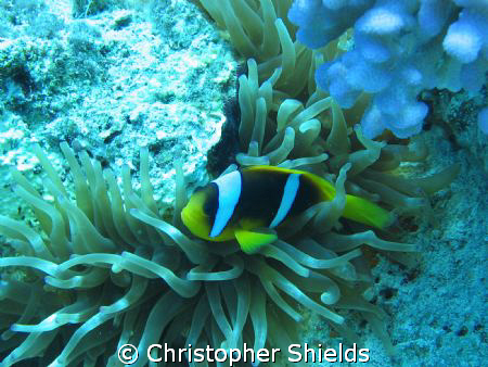 Anenome Fish in Sharm el Sheikh I just love how inquisiti... by Christopher Shields 