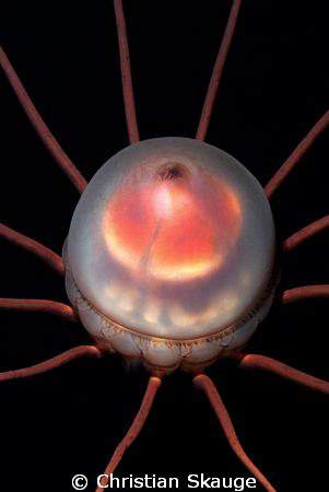 Close-up of the Alien of the Deep, the crown jelly Periph... by Christian Skauge 