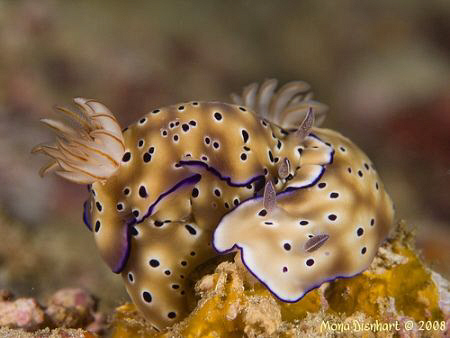 Tender moments at Bangka :-) Should ahve saved it until F... by Mona Dienhart 