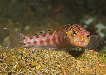 Red-Spotted Sandperch (Parapercis schauinslandi). Anilao,... by Jim Chambers 