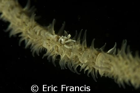 shrimp on a whip corel, canon 20D EF 100mm macro duel ike... by Eric Francis 