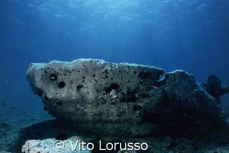 Torre Ovo (Puglia-Italy) - Petrified forest by Vito Lorusso 