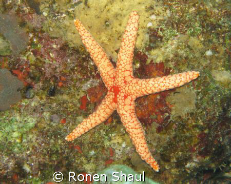 The star of the red sea...
Eilat, Coral Beach.
Shot wit... by Ronen Shaul 