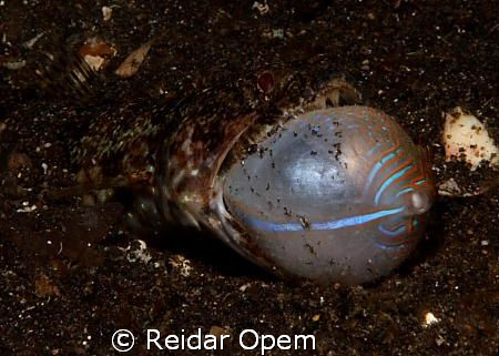 Lizardfish eating a pufferfish. I waited for fifteen minu... by Reidar Opem 