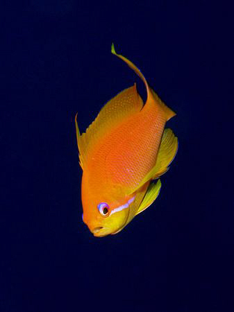 Lyretail Anthias taken with Canon G9 and Ikelite DS51 strobe by James Dawson 
