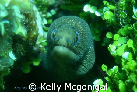Golden Tail Moray, Roatan Honduras by Kelly Mcgonigal 