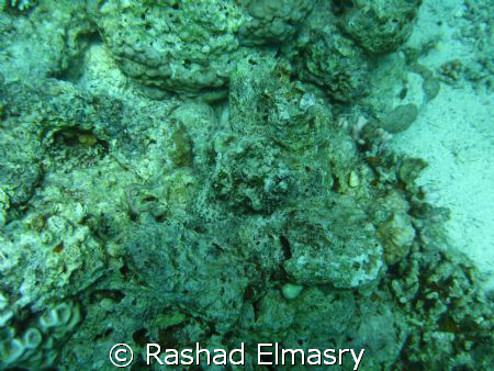 Devil ScorpionFish. I uploaded the photo without any adju... by Rashad Elmasry 