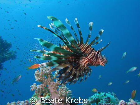 Lionfish by Beate Krebs 