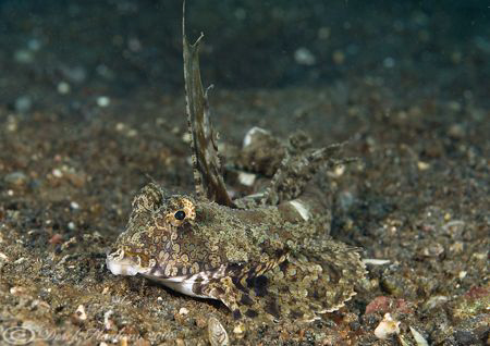 Superb dragonet. Lembeh straits. D200, 60mm. by Derek Haslam 