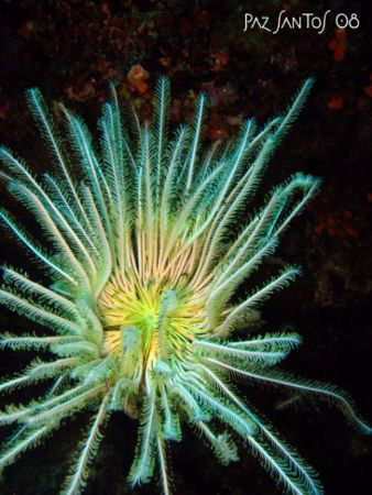 A juvenile crinoid precariously hanging on the vertical w... by Paz Maria De Vera-Santos 