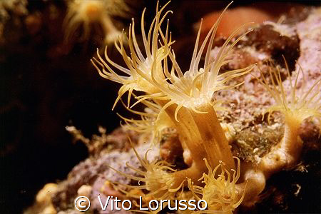Corals - Parazoanthus axinellae by Vito Lorusso 