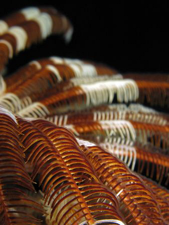 Feather star taken on a night dive with Canon G9 by James Dawson 