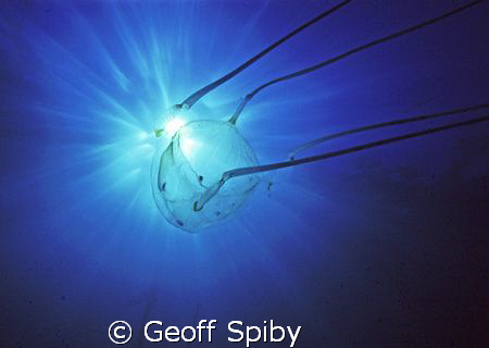 box jelly by Geoff Spiby 