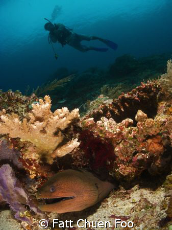 Moray with diver, Komodo, Canon G9, Inon lenses and strobes by Fatt Chuen Foo 