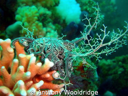 Basket Star on noble coraltaken at Crossroads in Port Eli... by Anthony Wooldridge 