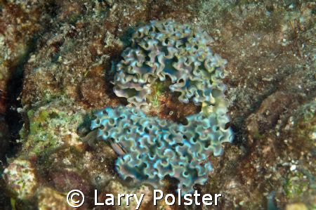 Lettuce Slug Love, D300, 105VR, Bonaire by Larry Polster 