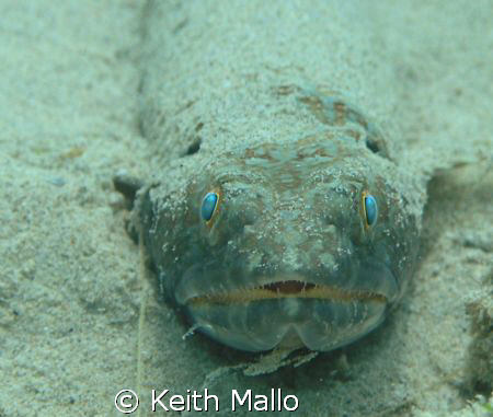 Sand Diver, taken in Bonaire at Bari Reef, by Keith Mallo 