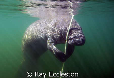 Safety stop. Taken at Crystal River FL. by Ray Eccleston 