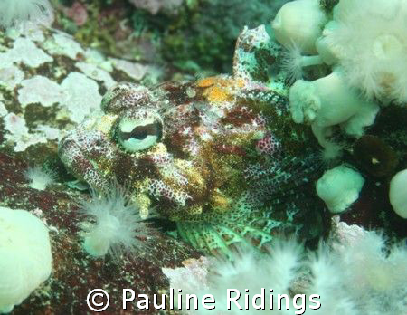 Red Irish Lord (Hemilepidotus hemilepidotus) blending in ... by Pauline Ridings 