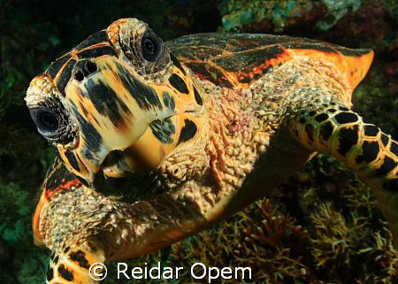 Hello, how are you? by Reidar Opem 