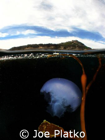 Moon jelly floating in the kelp at south Monastery Beach,... by Joe Platko 