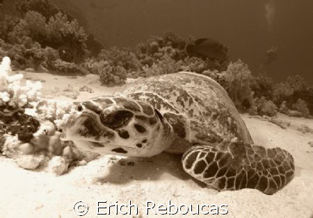 Dave, the turtle.
The famous turtle in Ras Mohamed park.... by Erich Reboucas 