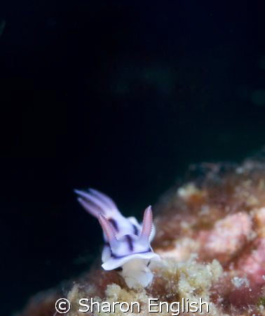 Chromodoris by Sharon English 