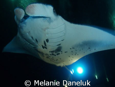 Manta at Garden Eel Cove, Kona, Hawaii.  Incredible exper... by Melanie Daneluk 