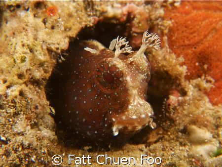 Blenny peeking out of it's hole, Komodo, Indonesia by Fatt Chuen Foo 