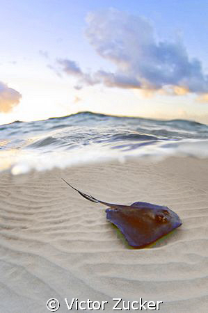 stingray city by Victor Zucker 