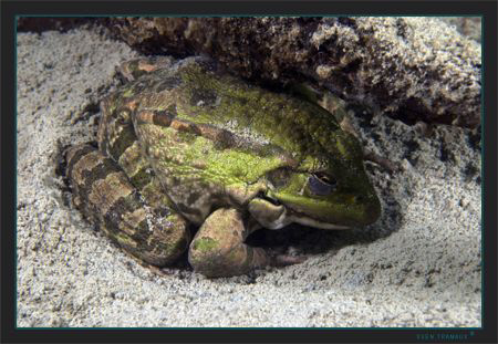 A strange encounter, at 4meters an hibernating frog by Sven Tramaux 
