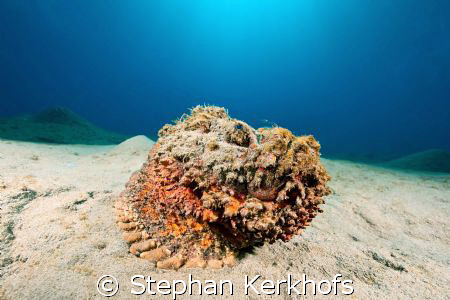 Stonefish (synanceia verrucosa) taken in Na'ama Bay. by Stephan Kerkhofs 
