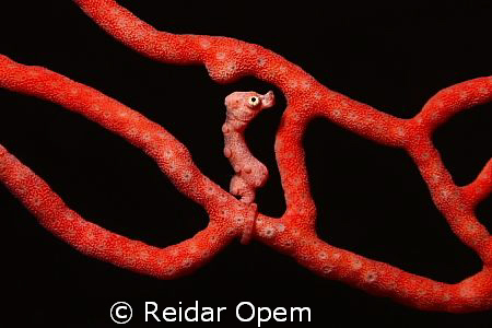 Hippocampus denise in orange variation by Reidar Opem 