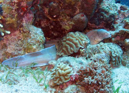 Lurking.
Murae fish waiting for an innocent prey.
Red s... by Ronen Shaul 