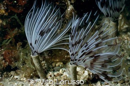 Worms - Sabella penicillus by Vito Lorusso 