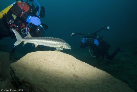 Sturgeon, Capernwray by Alan Fryer 