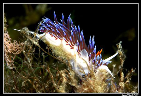 Egg-lying Hervia (cratena peregrina) in l'Estartit by Daniel Strub 
