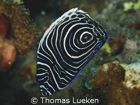 found in Manado, D200 by Thomas Lueken 
