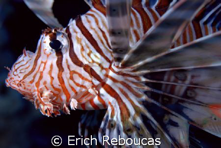 Lionfish at Ras Ghozlani, Ras Mohamed Park.

 by Erich Reboucas 