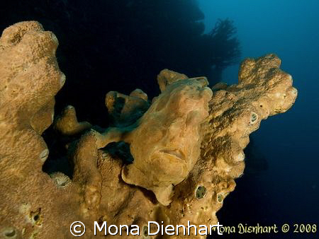No, no, you can' see me!!!!
Pulisan is full of surprises by Mona Dienhart 