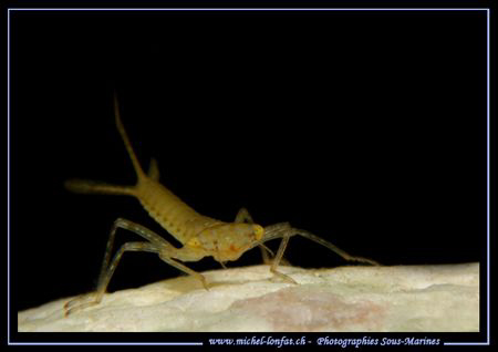 A beautiful face to face with a Nymph of a Mayfly - macro... by Michel Lonfat 