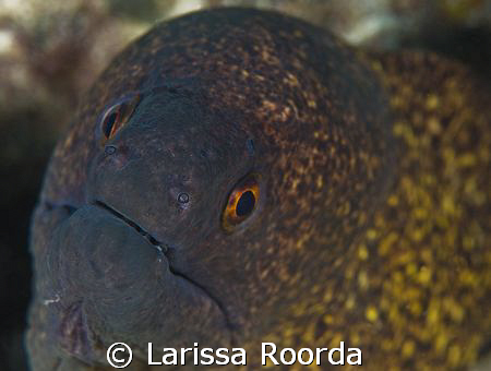 A glance.... priceless! by Larissa Roorda 